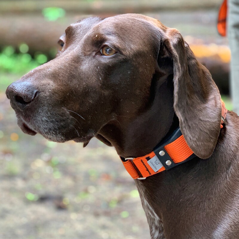 WowWow Hundehalsband Professional