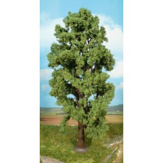 Bergahorn 35 cm (1 Stk.)