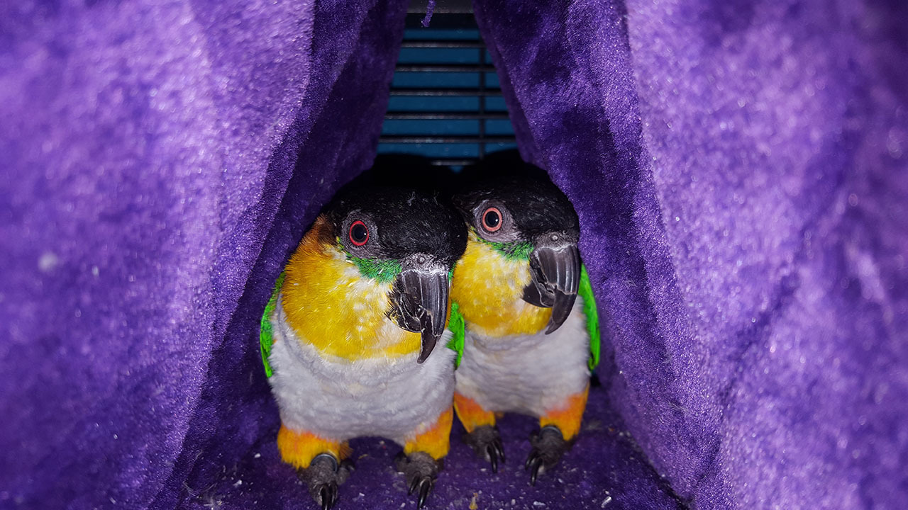 HappyBird Spielzeug HappyBird Kuschelhöhle Happy Hut L