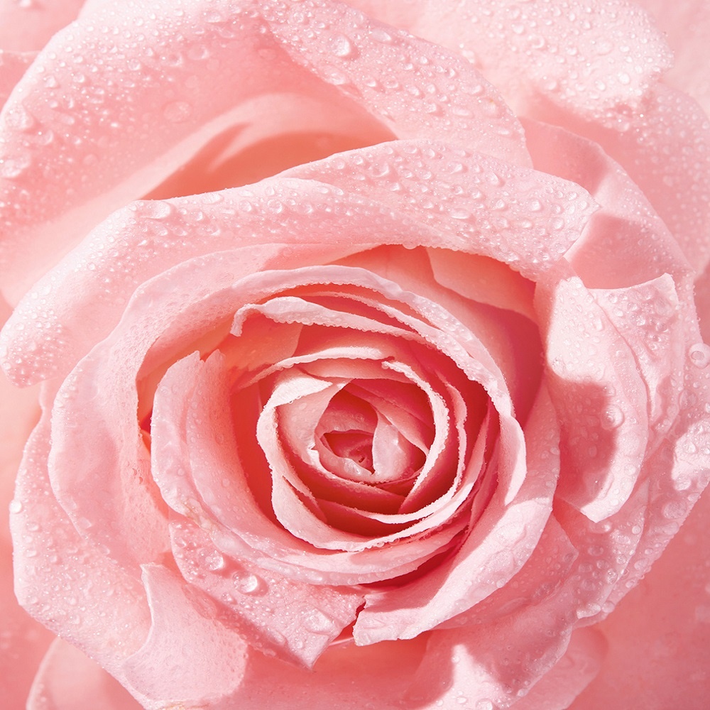 nivea VITAL ECLAT - Crème de jour Huile pétales Rose & Calcium Soin visage anti-âge peaux mature