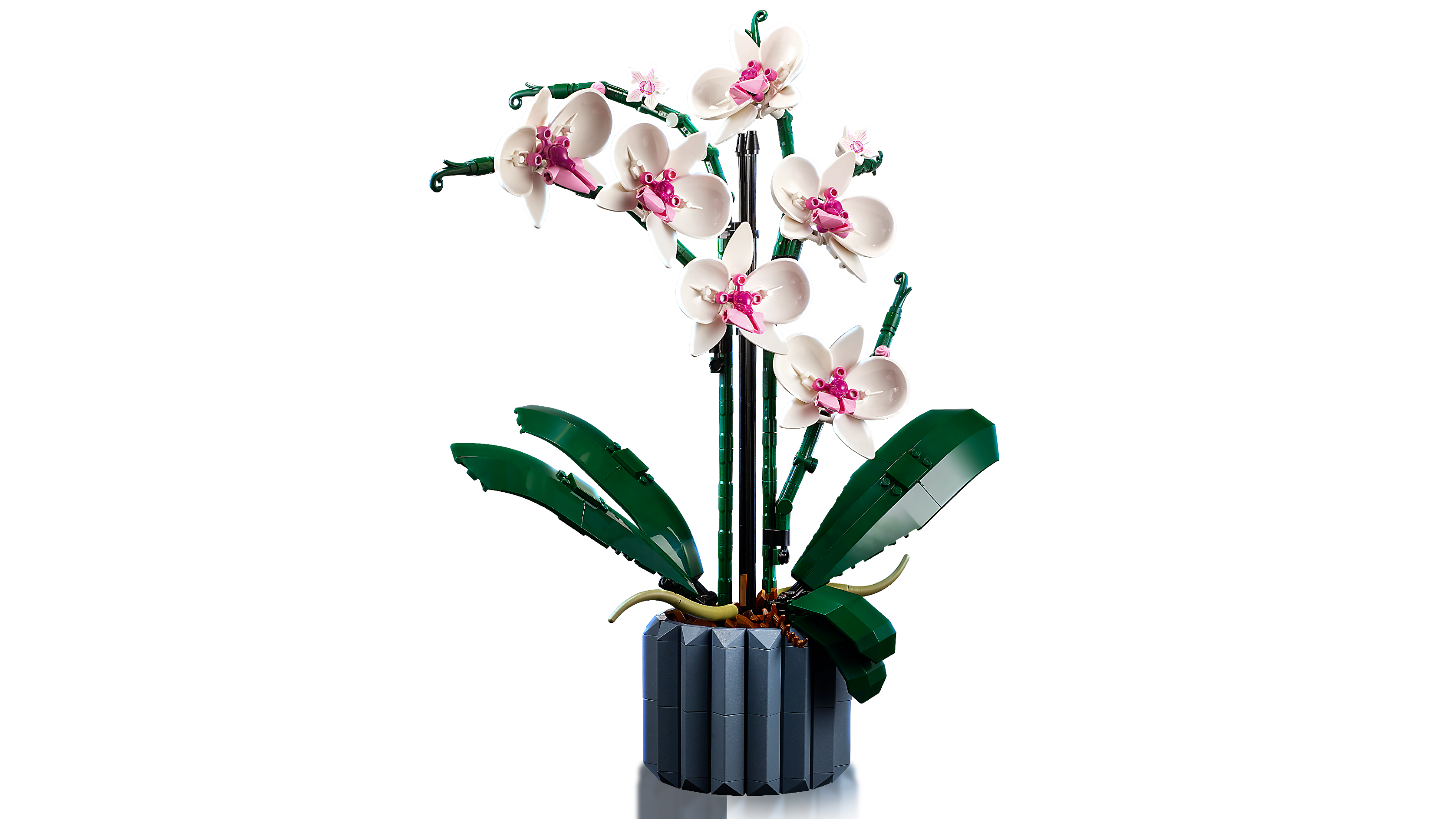 Orchidee 10311