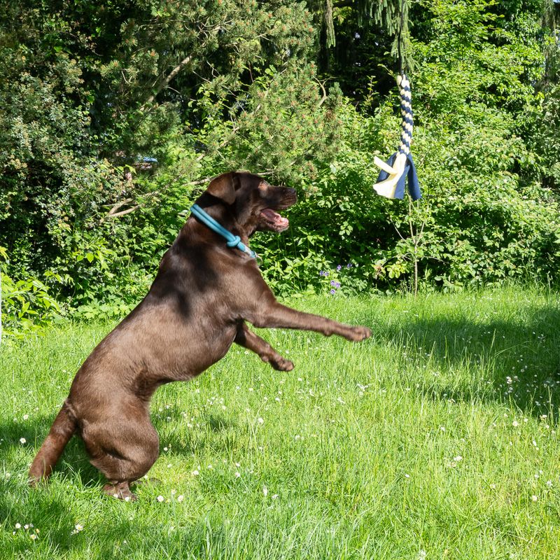 Nomad Tales Hundespielzeug XL Teaser zu TOP-Preisen