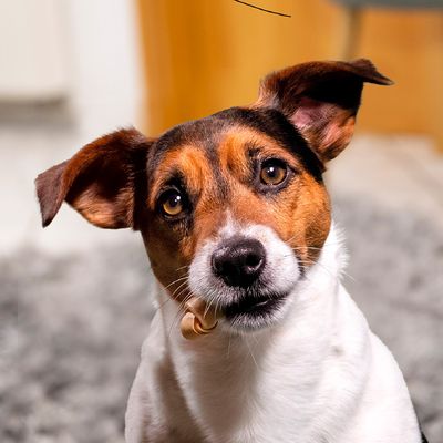 SmartBones Hundeknochen Süßkartoffel für kleine Hunde