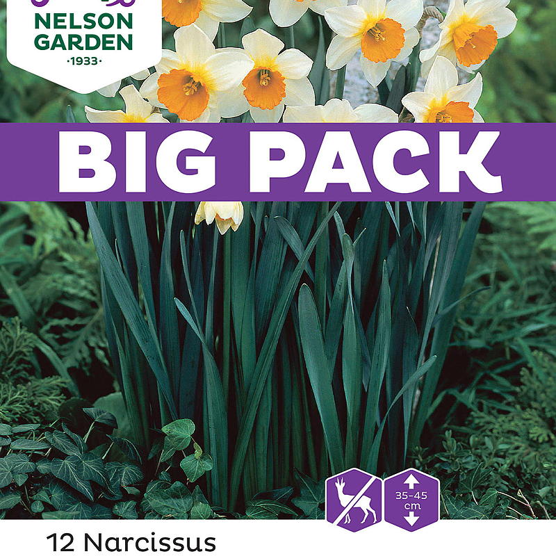 Nelson garden Høstløk Nars. Stjerne-, Sempre Avanti