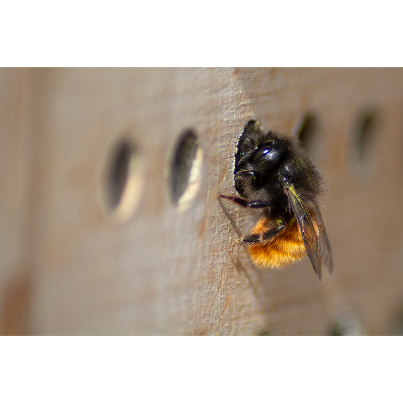 Dobar Insekten Dobar Großes Profi-Insektenhotel
