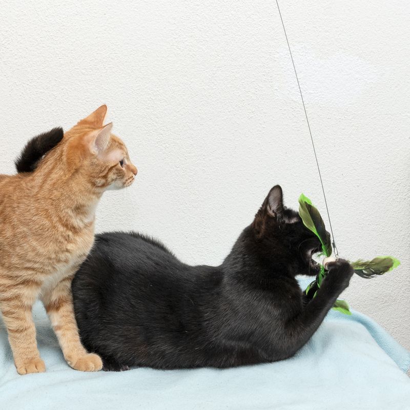 TIAKI Teleskop-Katzenangel mit Federn zu TOP-Preisen | bitiba %
