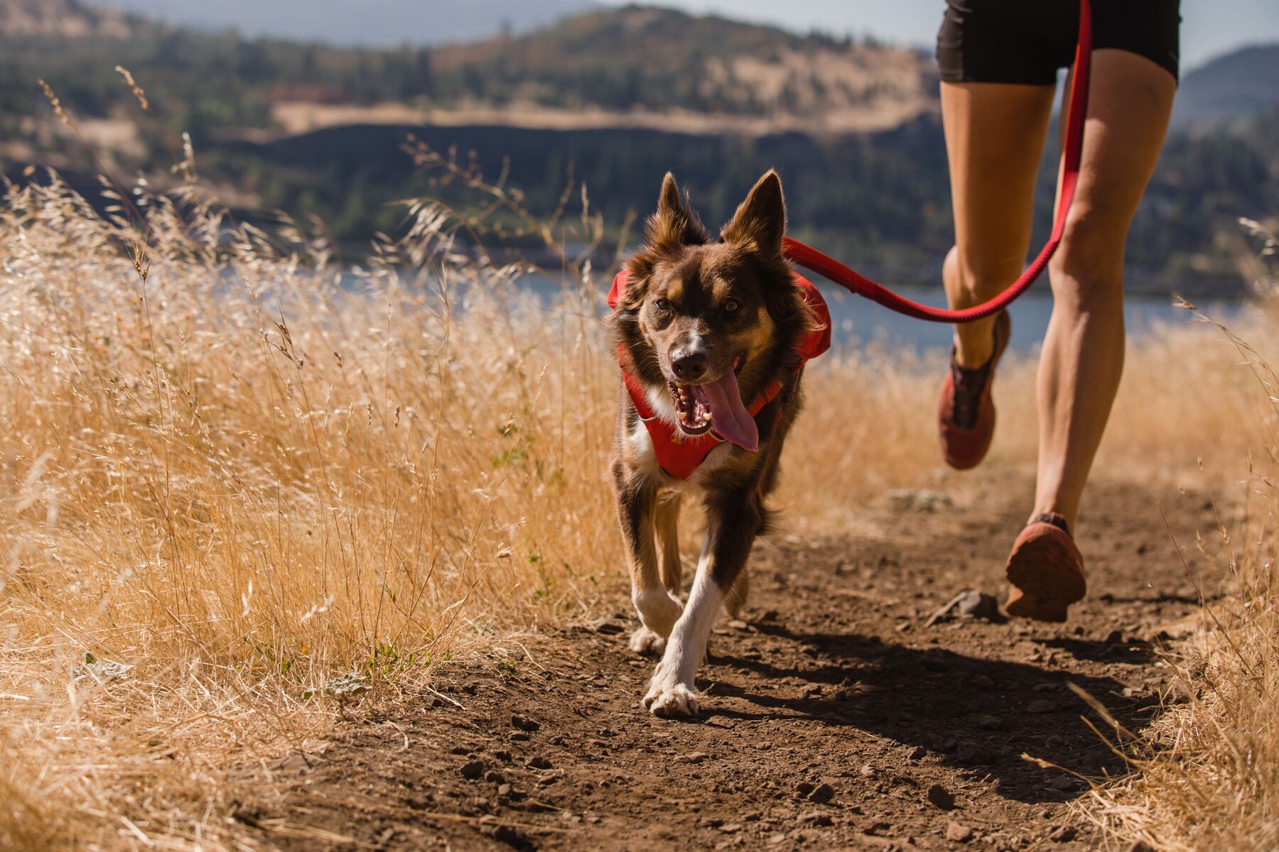 Ruffwear Hundegeschirre Ruffwear Switchbak™ Geschirr rot M