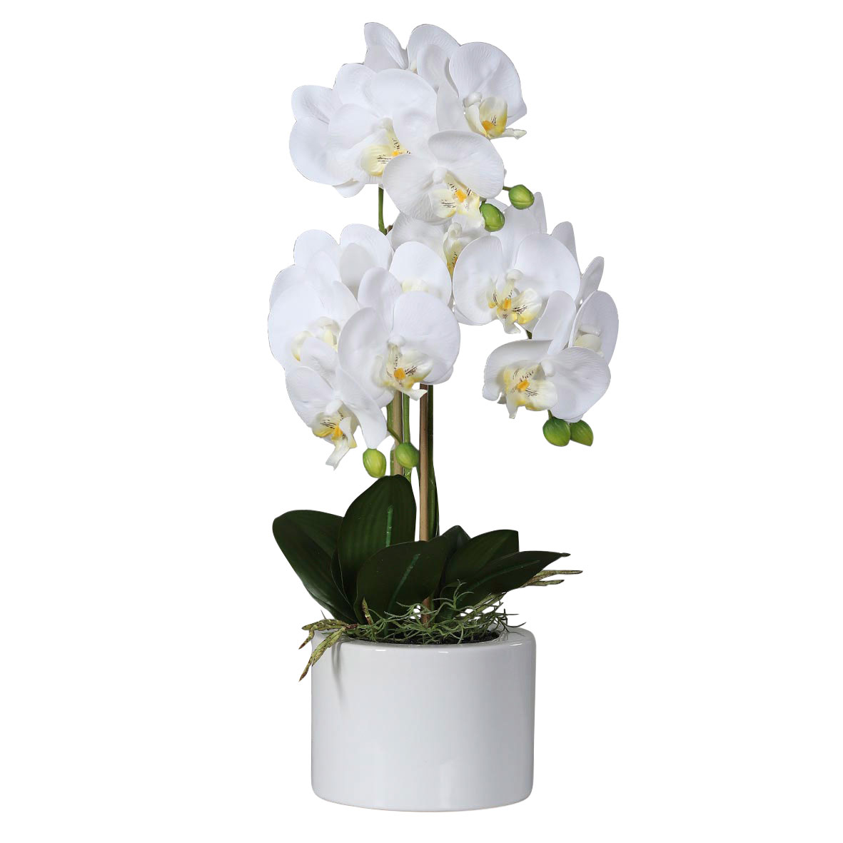 DPIOrchidee