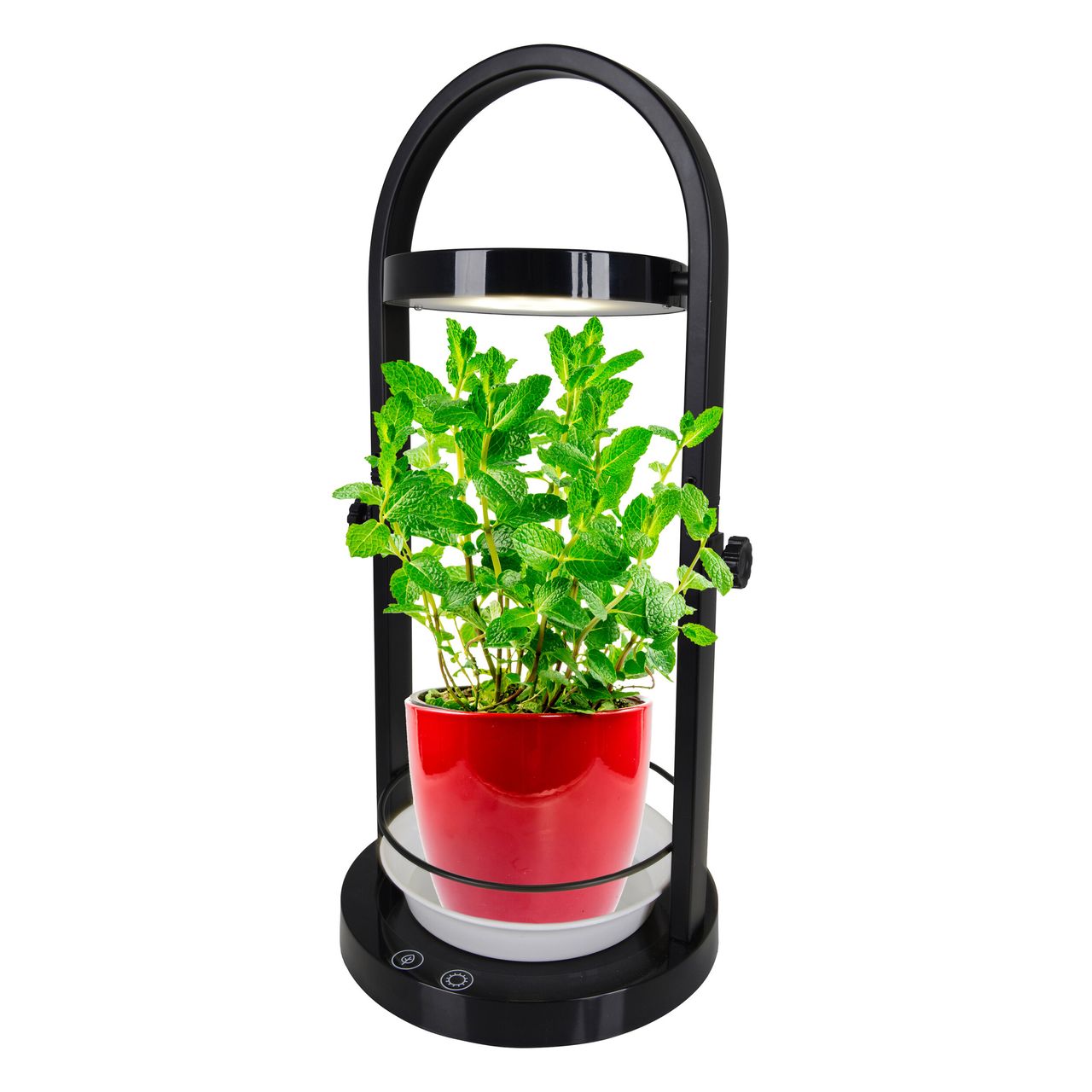 Näve Leuchten LED Pflanzen-Tischleuchte h:53,5cm