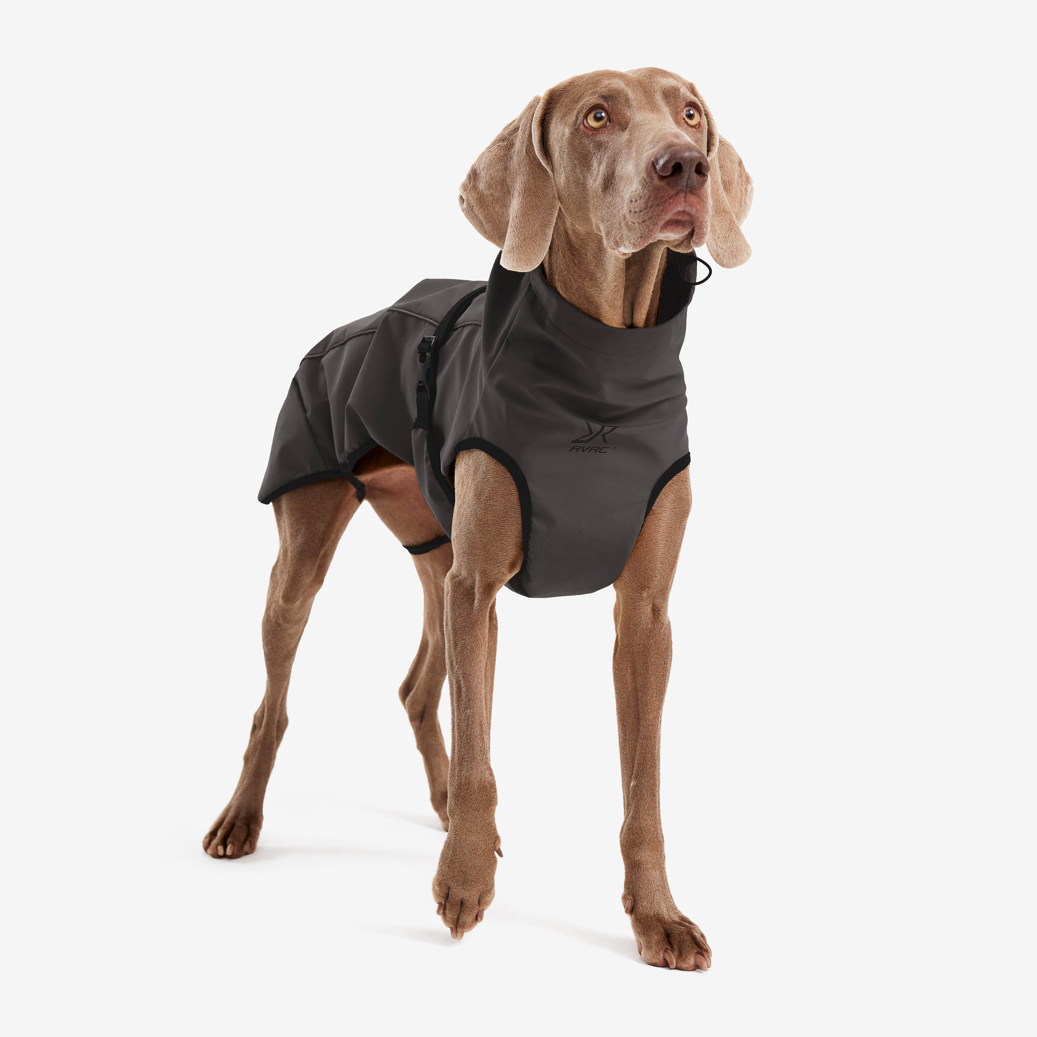 Cyclone Dog Jacket Chien Obsidian