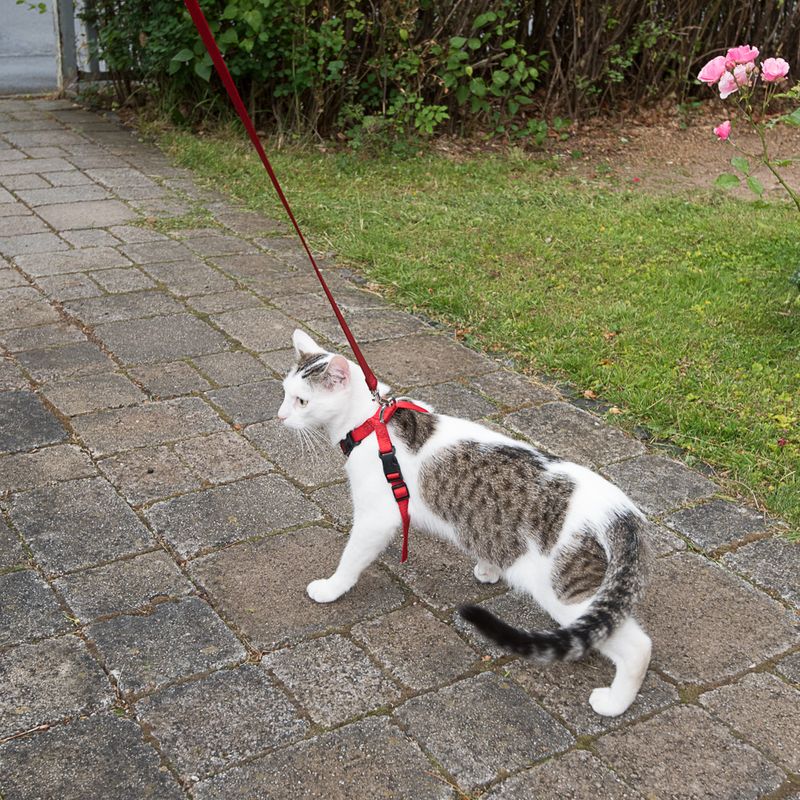 Trixie Auto-Geschirr für Katzen zu TOP-Preisen