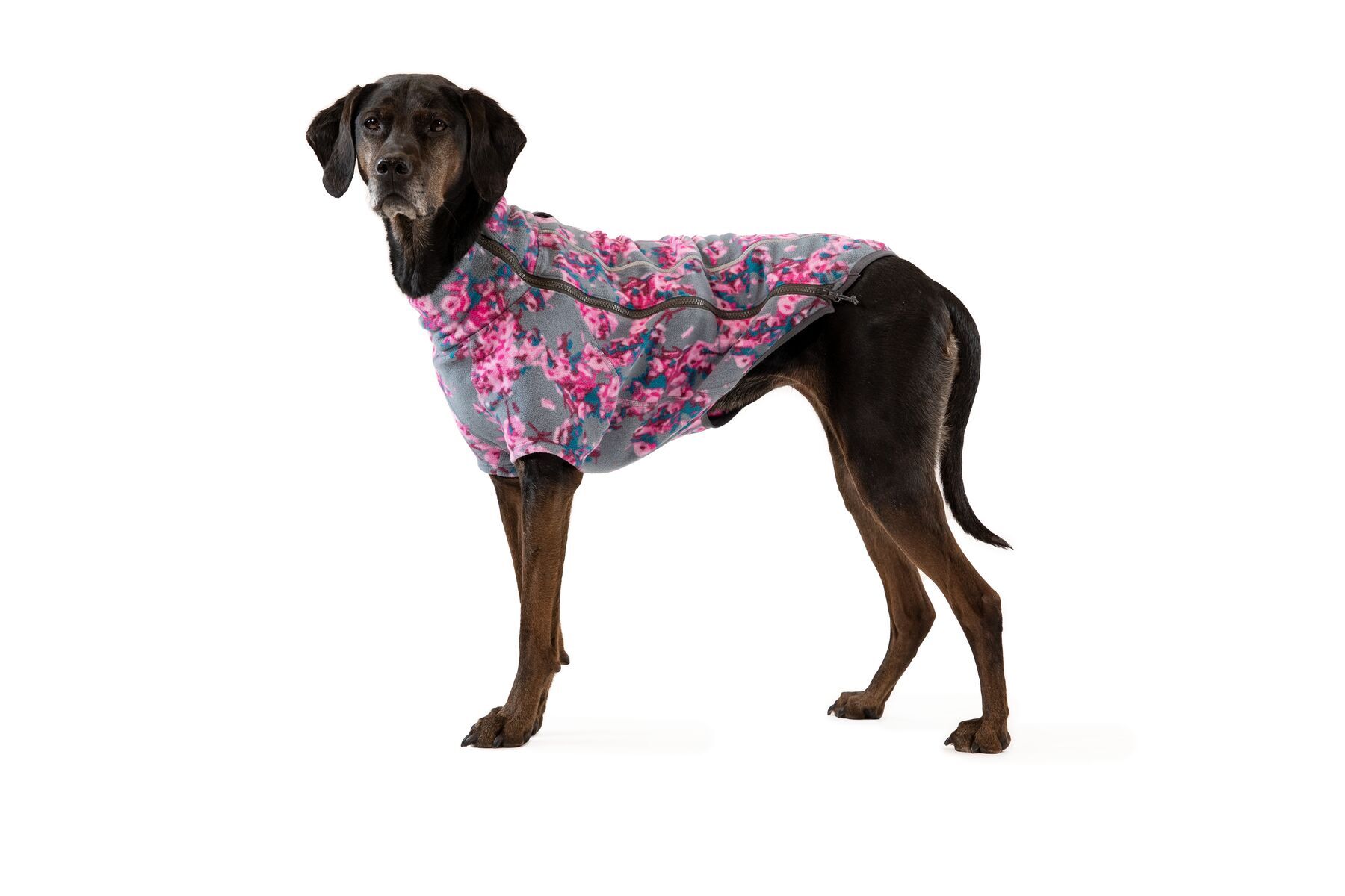 Ruffwear Hundemäntel Ruffwear Climate Changer™ Fleece-Jacke Für Hunde lila/ grau S