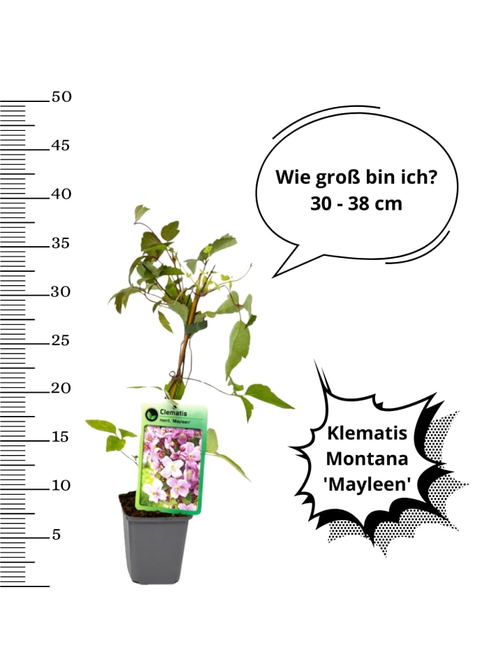 OH2 3er-Set Pflanzen Clematis montana Mayleen in Rosa günstig kaufen onesize