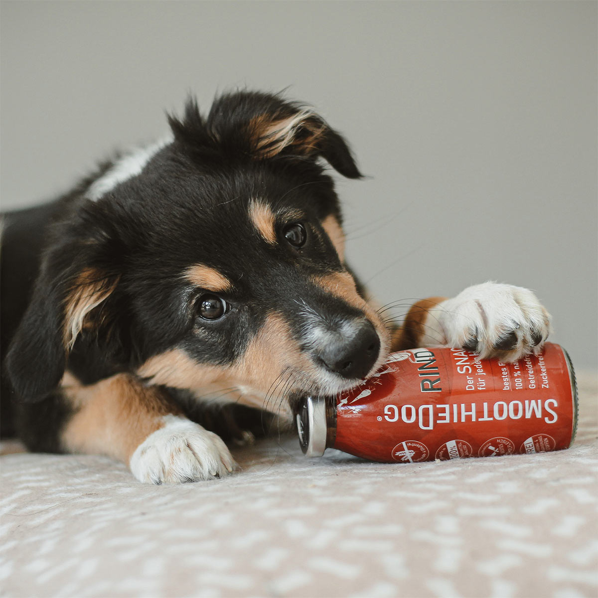 SmoothieDog Rind günstig kaufen bei ZooRoyal