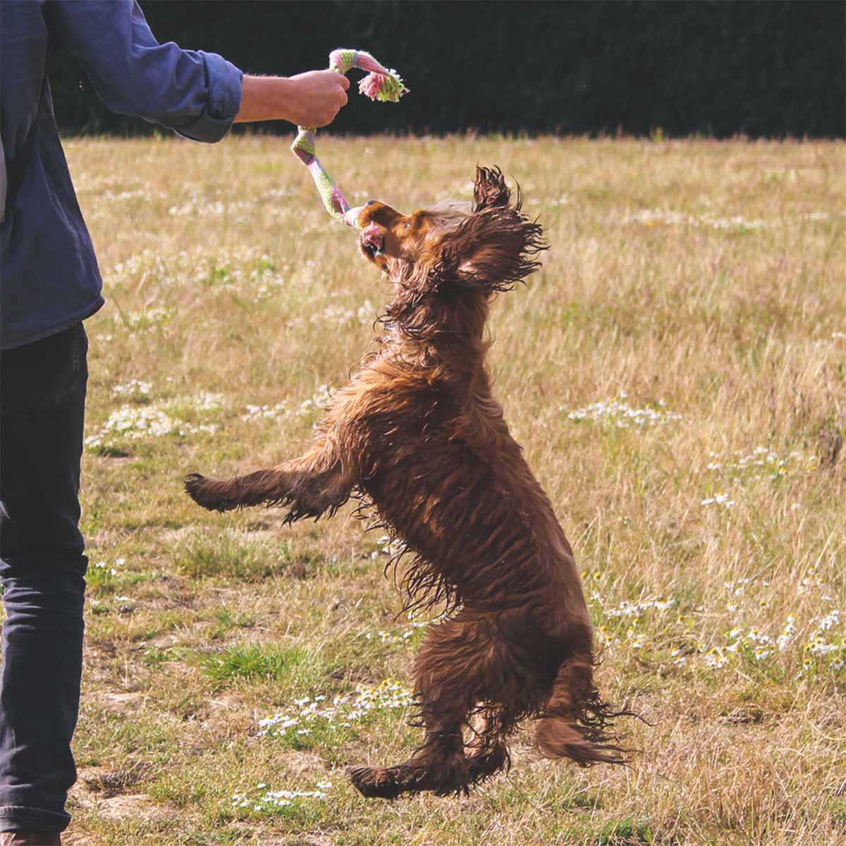 Beco Hundespielzeug Hanf Squeaker günstig kaufen bei ZooRoyal