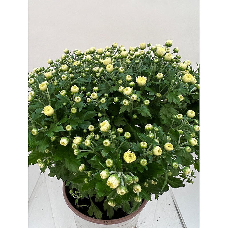 Krysanthemum Friland, 19 cm potte