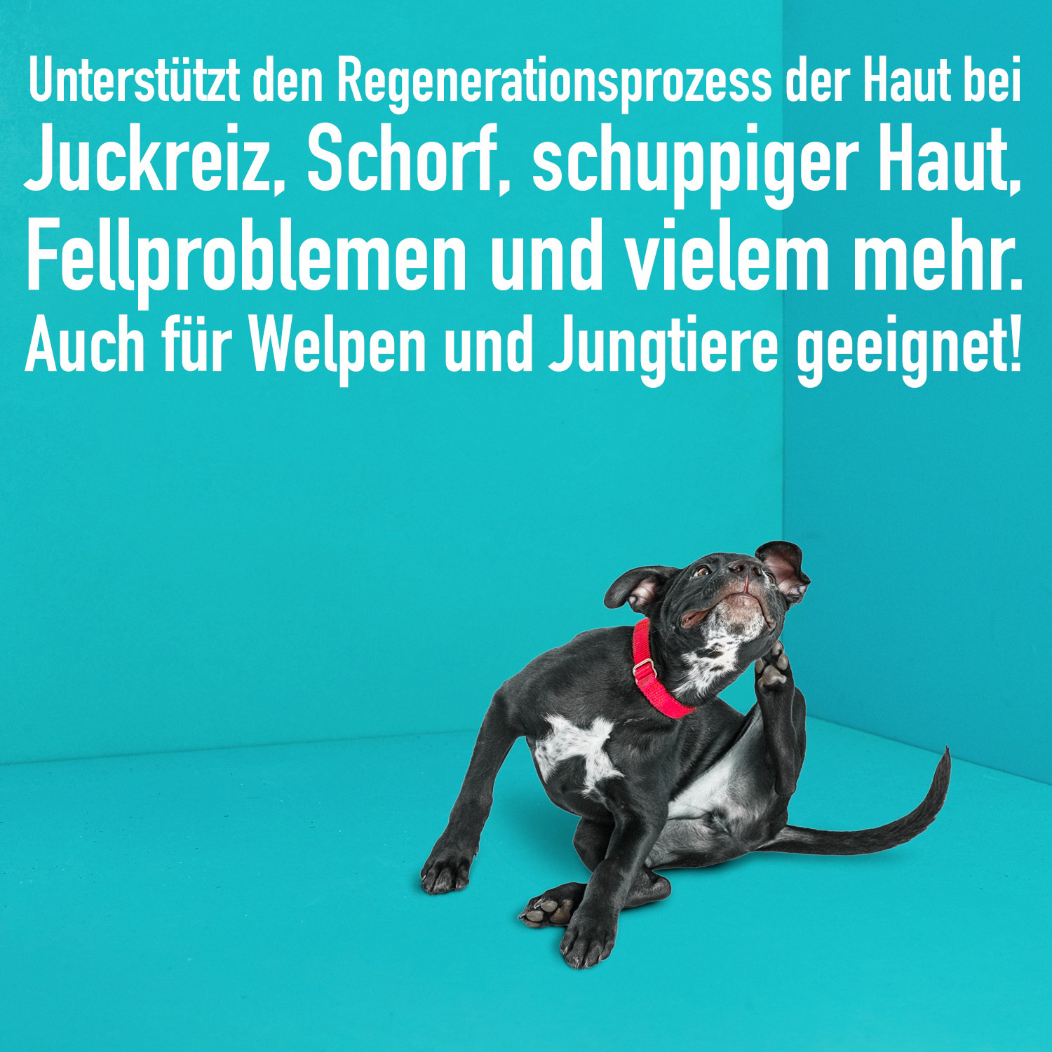 Greenhero Fellpflege Greenhero Haustierpflegeshampoo