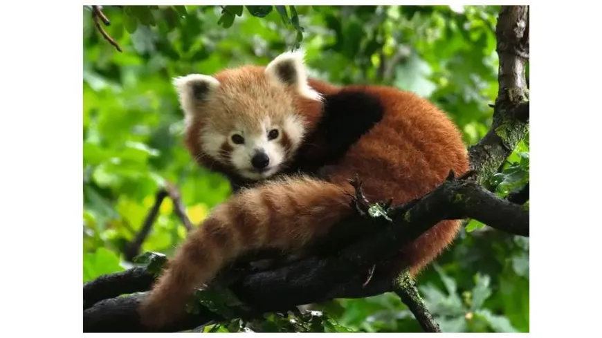 Ravensburger Puzzle - Süßer roter Panda, 500 Teile