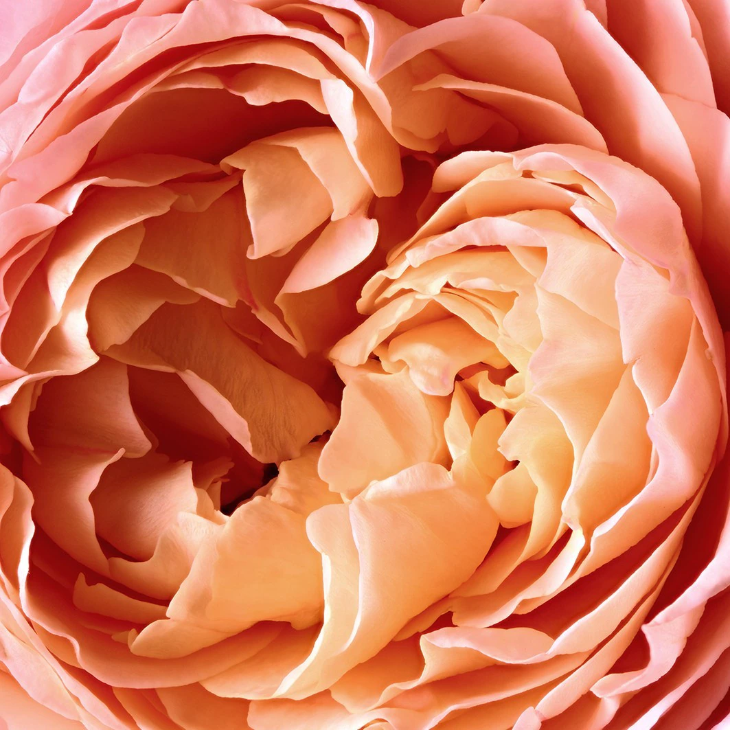 Atmiņu roze kārdinājums