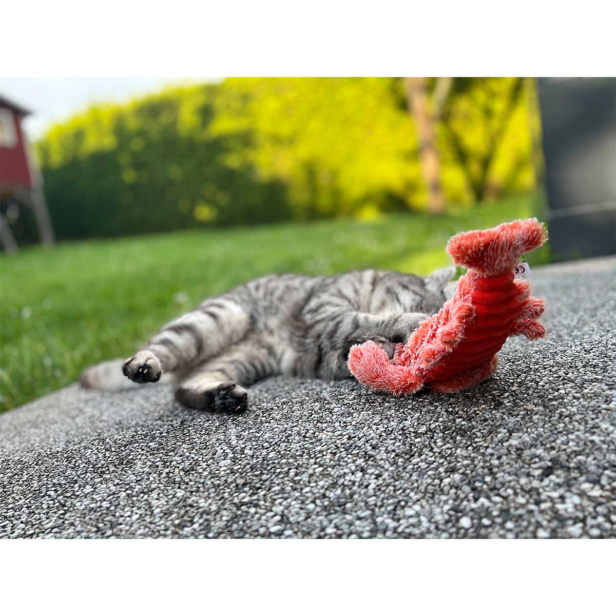 Aumüller Katzenspielkissen Zappel-Hummer orange