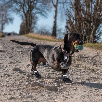 Hundeschuhe S & P Boots