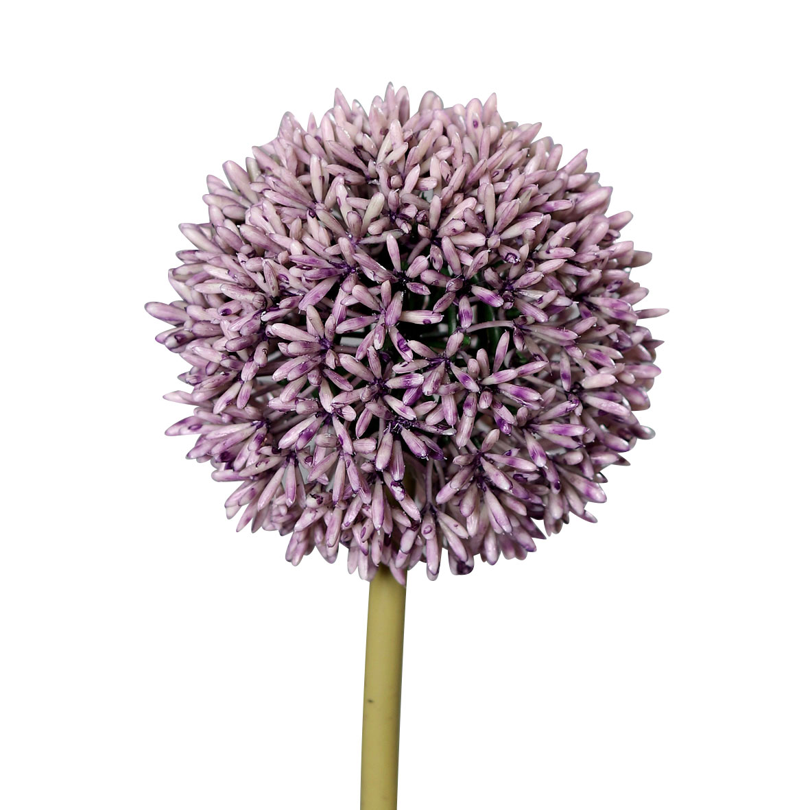 DPIAllium 67cm
