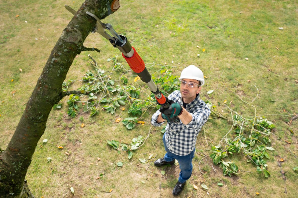 Bosch Vert 06008C5002 AdvancedPrune 18V-45 Cisaille à branches sans fil (batteries et chargeur non inclus dans la boîte)