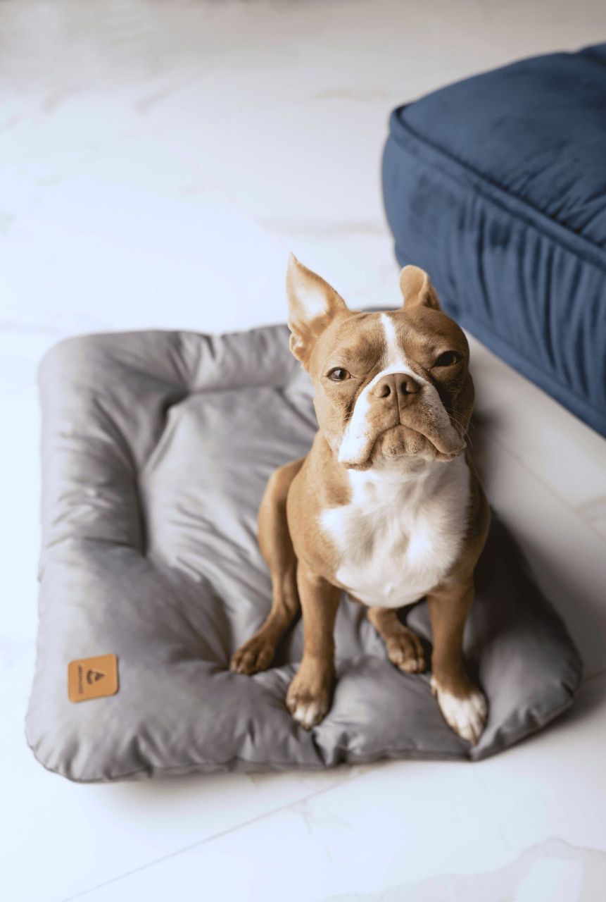 Animood Hundebett-Kissen Mort grau L Tierbett Tiersofa