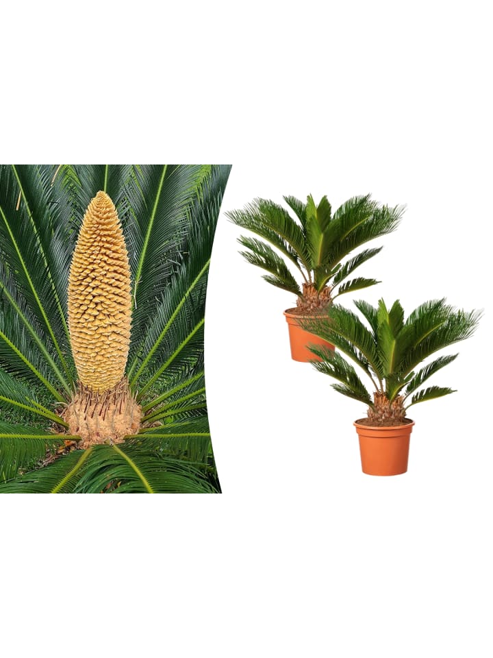 OH2 2er-Set: Japanische Cycas-Palme in Grün günstig kaufen onesize