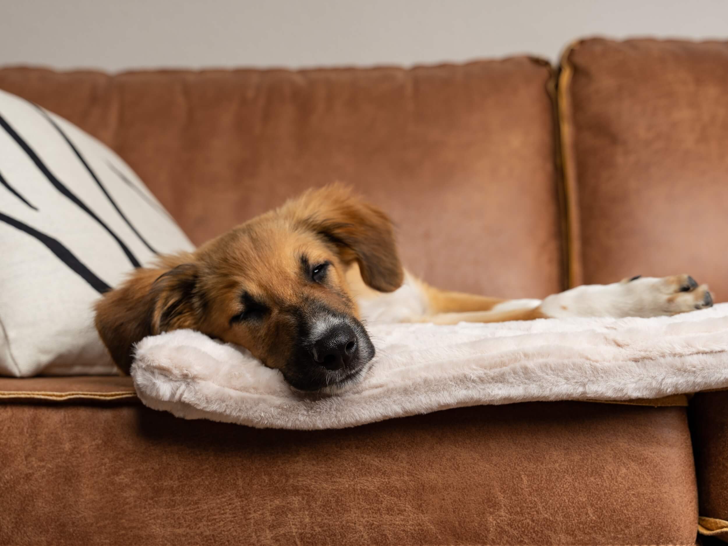 TrendPet Hundedecken TrendPet Harmony gefütterte Liegedecke creme XS