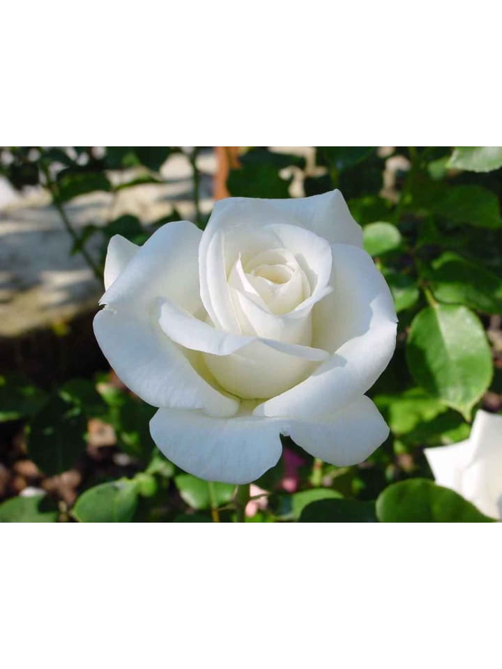 OH2 6er-Set: Grossblütige Rosen in Bunt günstig kaufen onesize