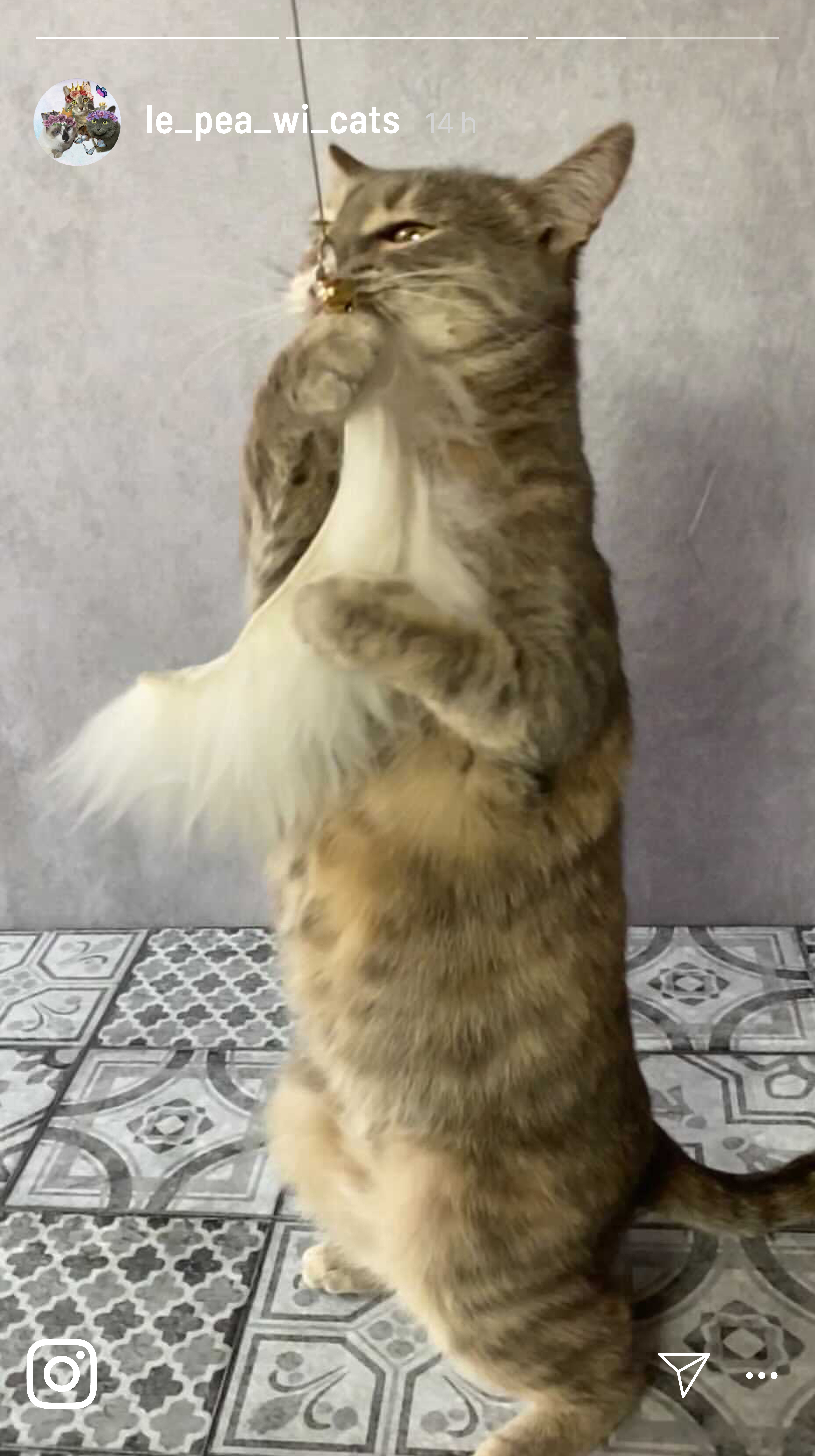Kater Kasimir Katzenangeln Kater Kasimir Premium Katzenangel aus Buchenholz mit Anhänger aus echtem Schaffell
