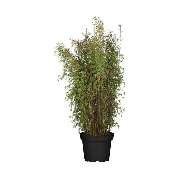 Black Cherry Bambus, 220 cm