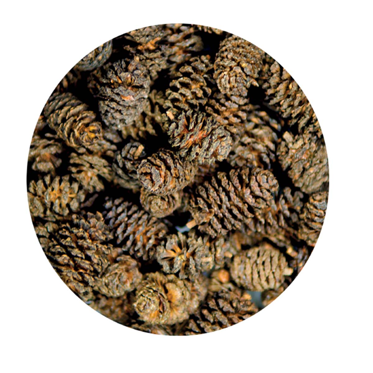 Hobby Erlenzäpfchen Alder Cones 50 Stk kaufen