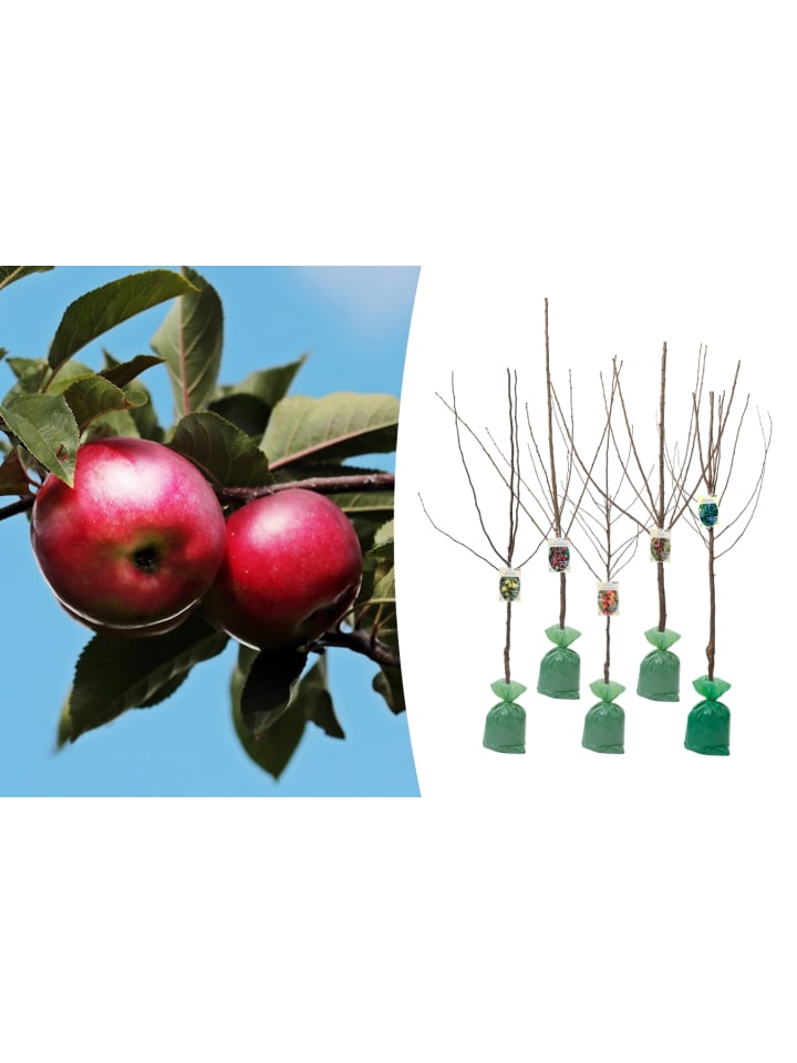 OH2 5er-Set: XXL Obstbäume in Bunt günstig kaufen onesize