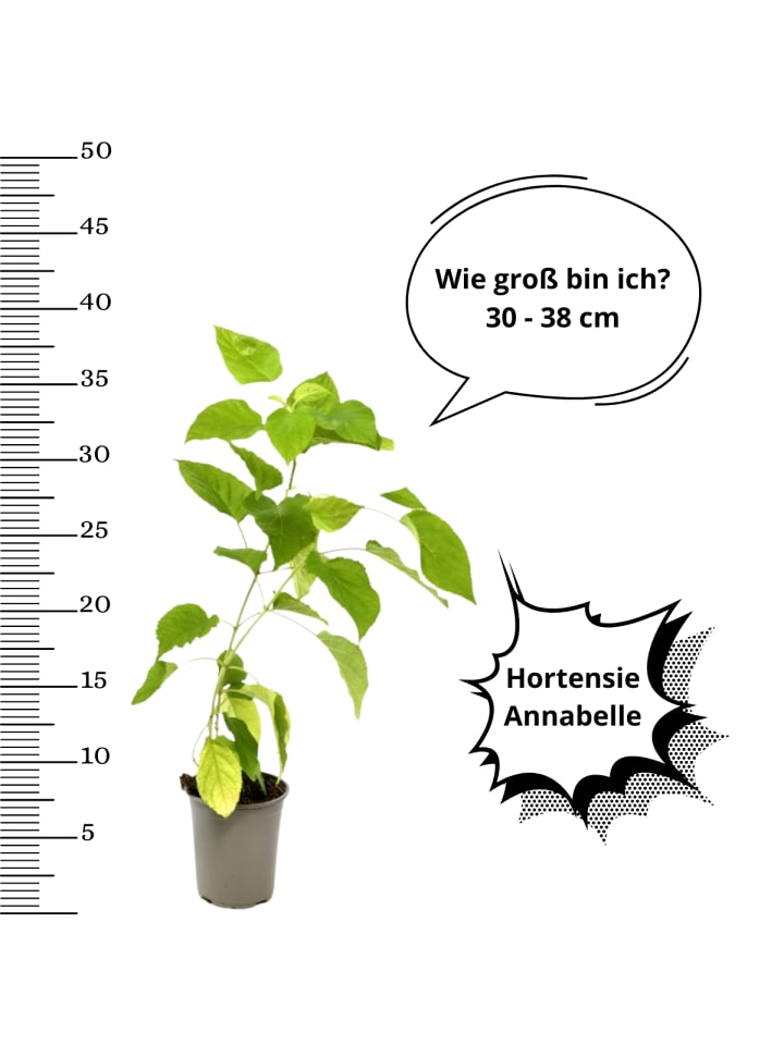 OH2 3er-Set  arb. 'Annabelle' Hortensien in Weiss günstig kaufen onesize