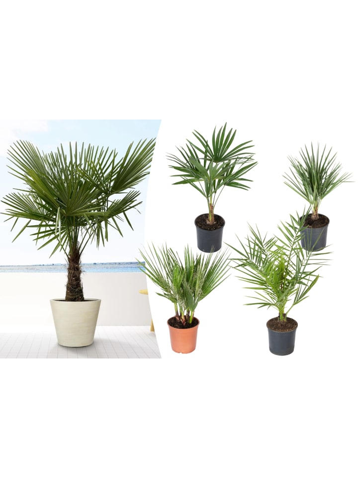 OH2 4er-Set: Palmenmischung in Grün günstig kaufen onesize