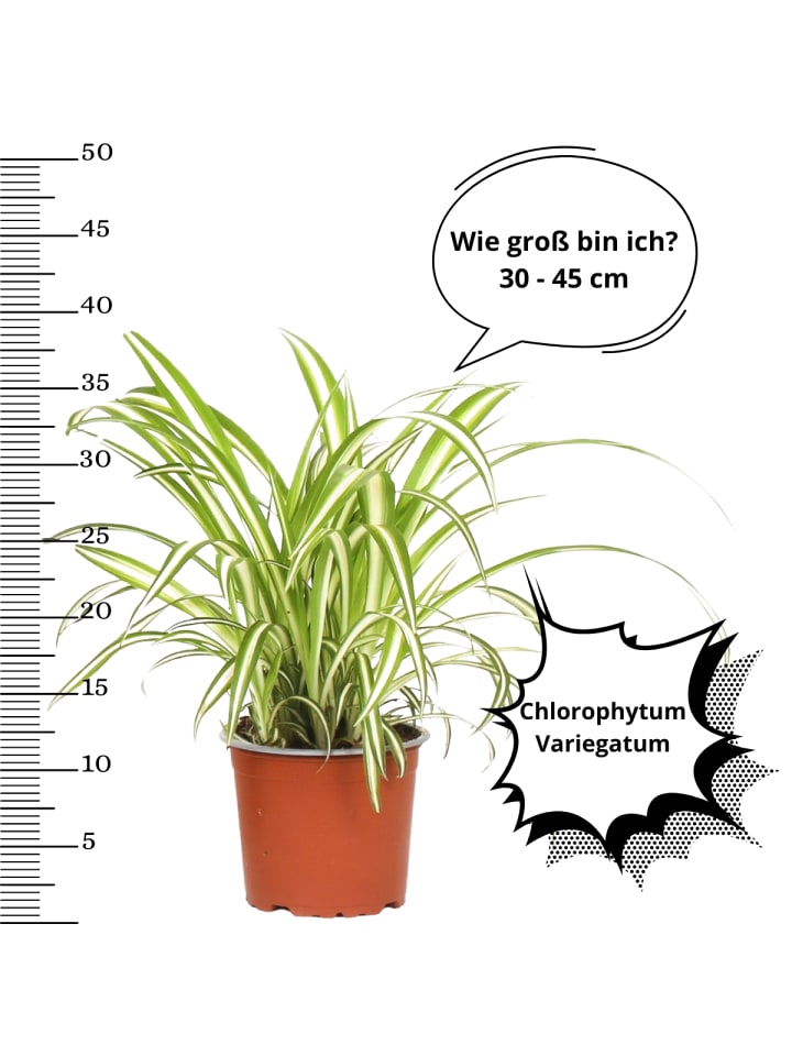OH2 4er-Set:  Wartungsarme Zimmerpflanzen in Grün günstig kaufen onesize