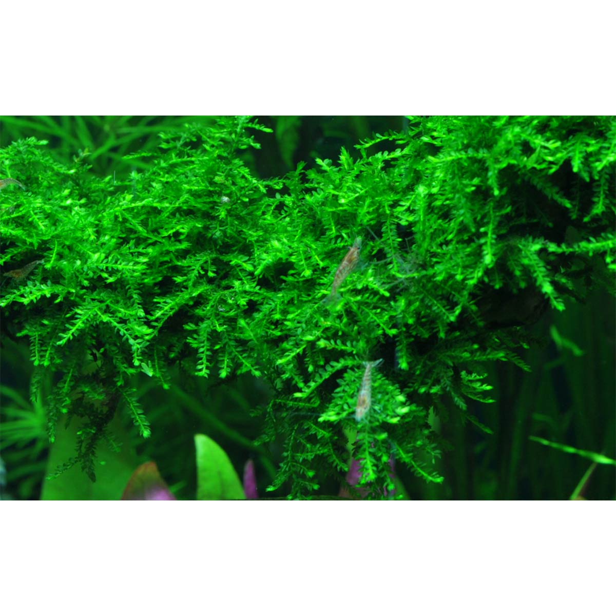 Tropica Aquariumpflanze Vesicularia ferriei 'Weeping'