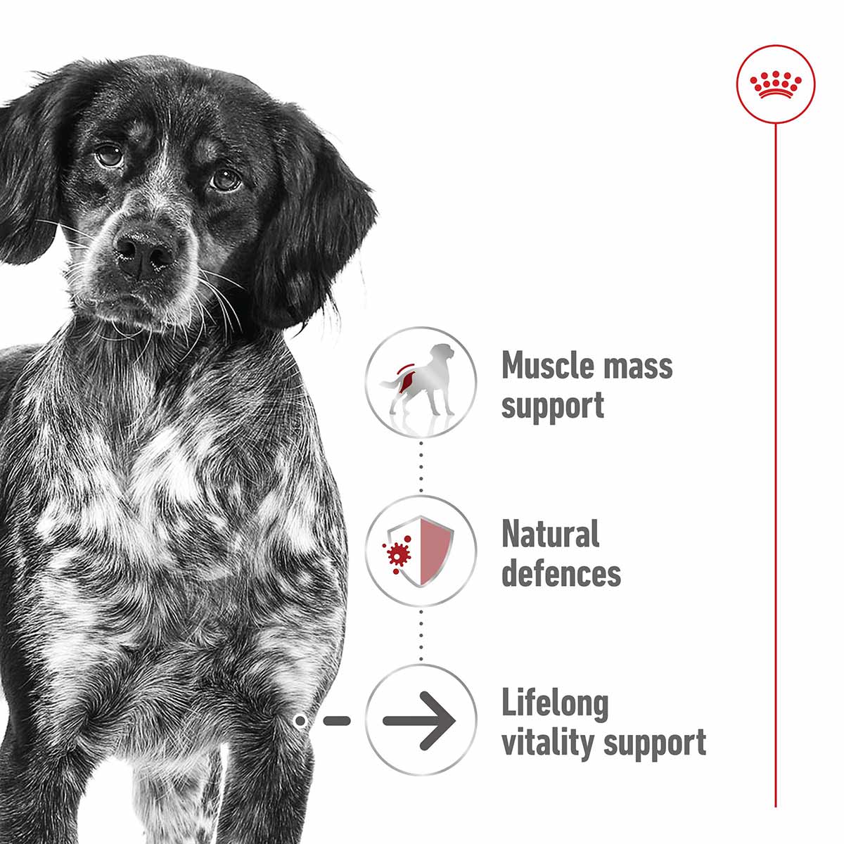 Royal Canin SHN Medium Ageing Loaf Can kaufen bei ZooRoyal
