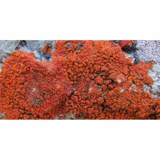 AK Lichen - Red Brown (35 ml)