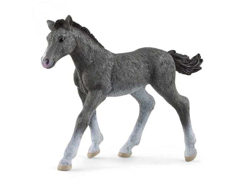 Poulain Trakehnen