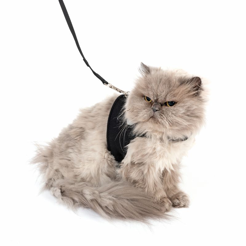 TIAKI Katzengeschirr Comfy mit Leine zu TOP-Preisen