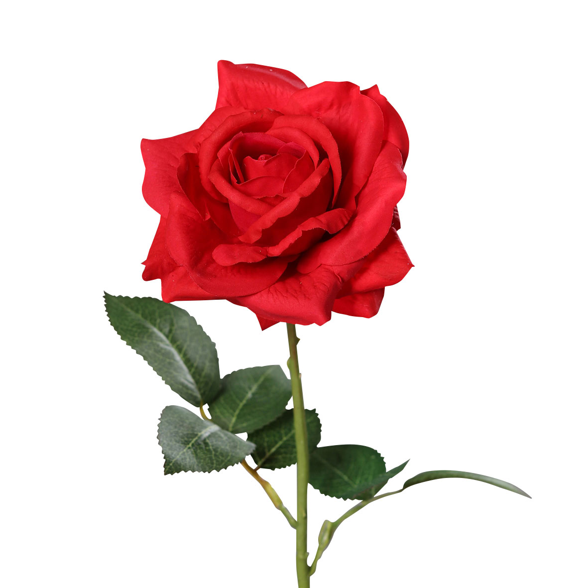 DPIRose 68cm