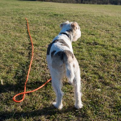 Sparset: Heim Feldleine Orange + Trixie Dog Activity Baggy Deluxe