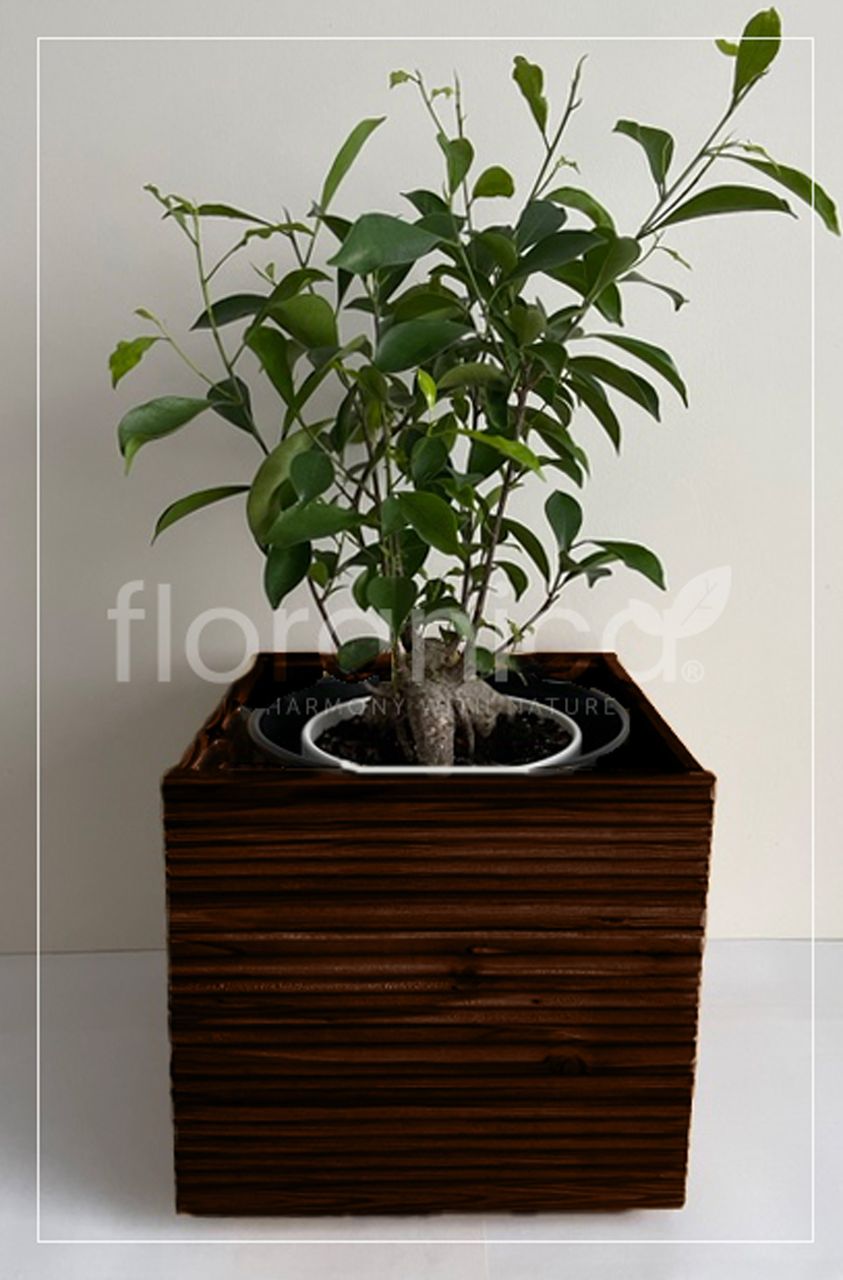 Pemicont Floranica Blumentopf aus Holz Kasten 30cm x 30cm x 285cm Braun Imprägniertes Lärchenholz Schutzhülle für Kräuter Blumen Haus- und Gartendekoration Innen- und Außenbereich EU-Produkt
