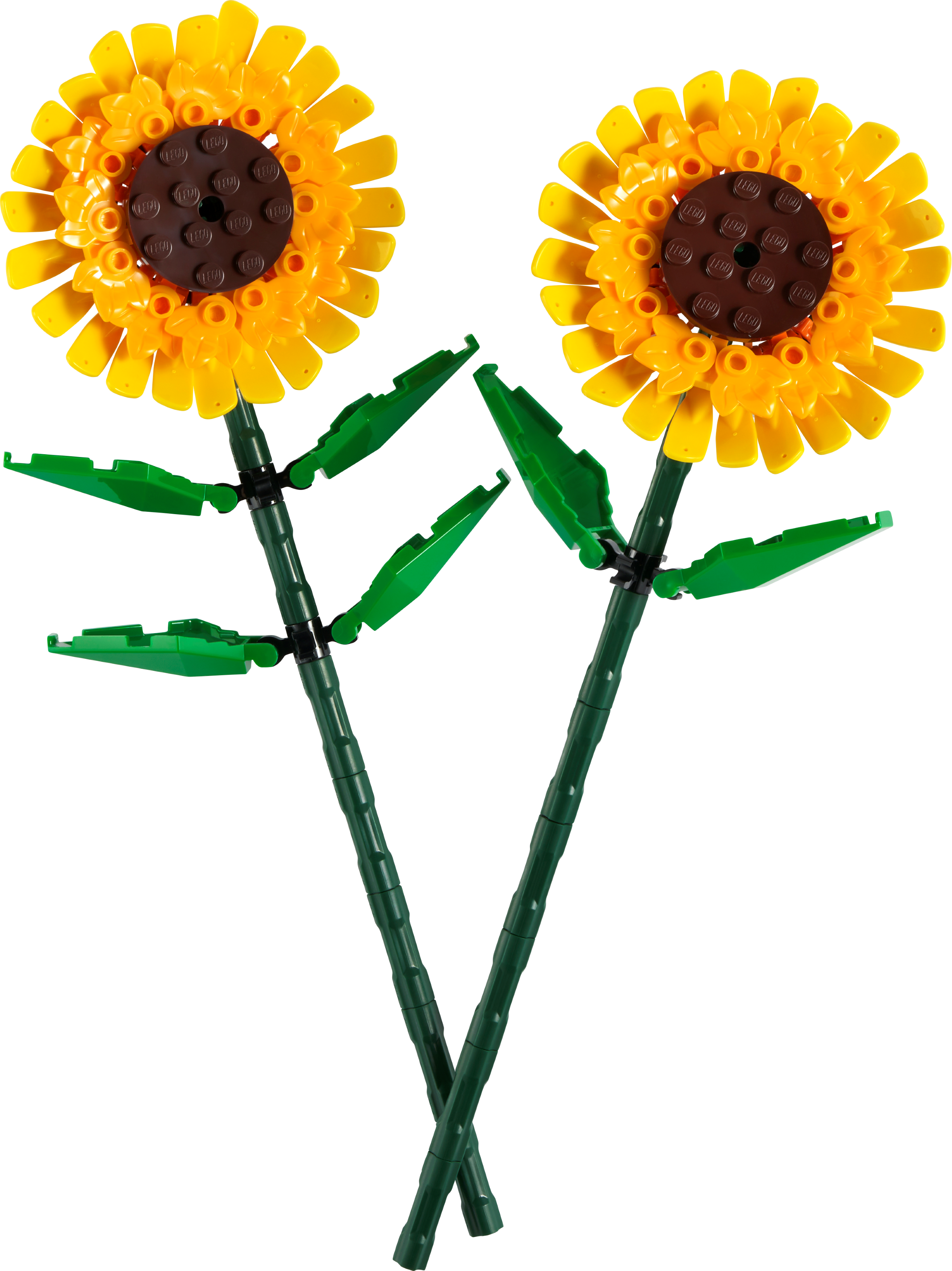 Sonnenblumen 40524