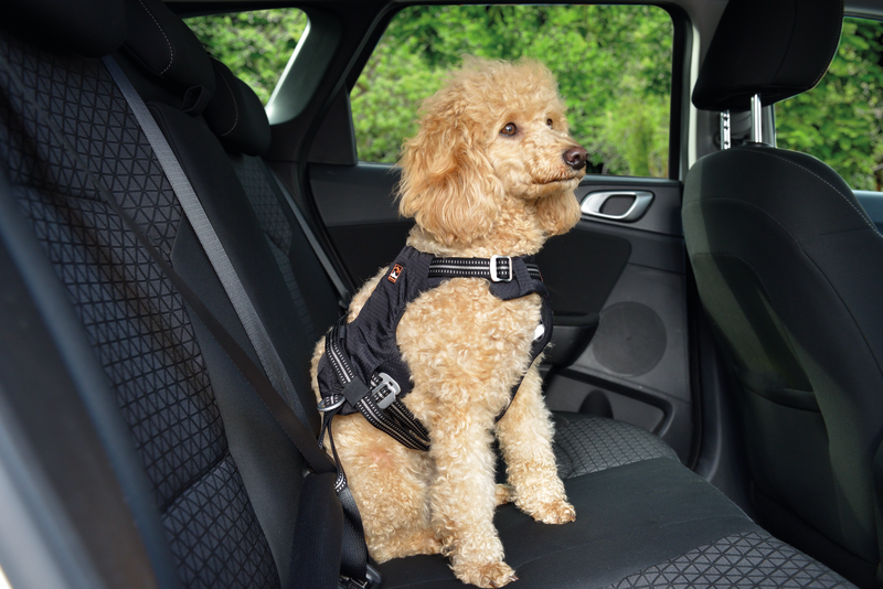 Dogs Creek Hundegeschirre Dogs Creek Auto-Sicherheitsgeschirr Renegade XS