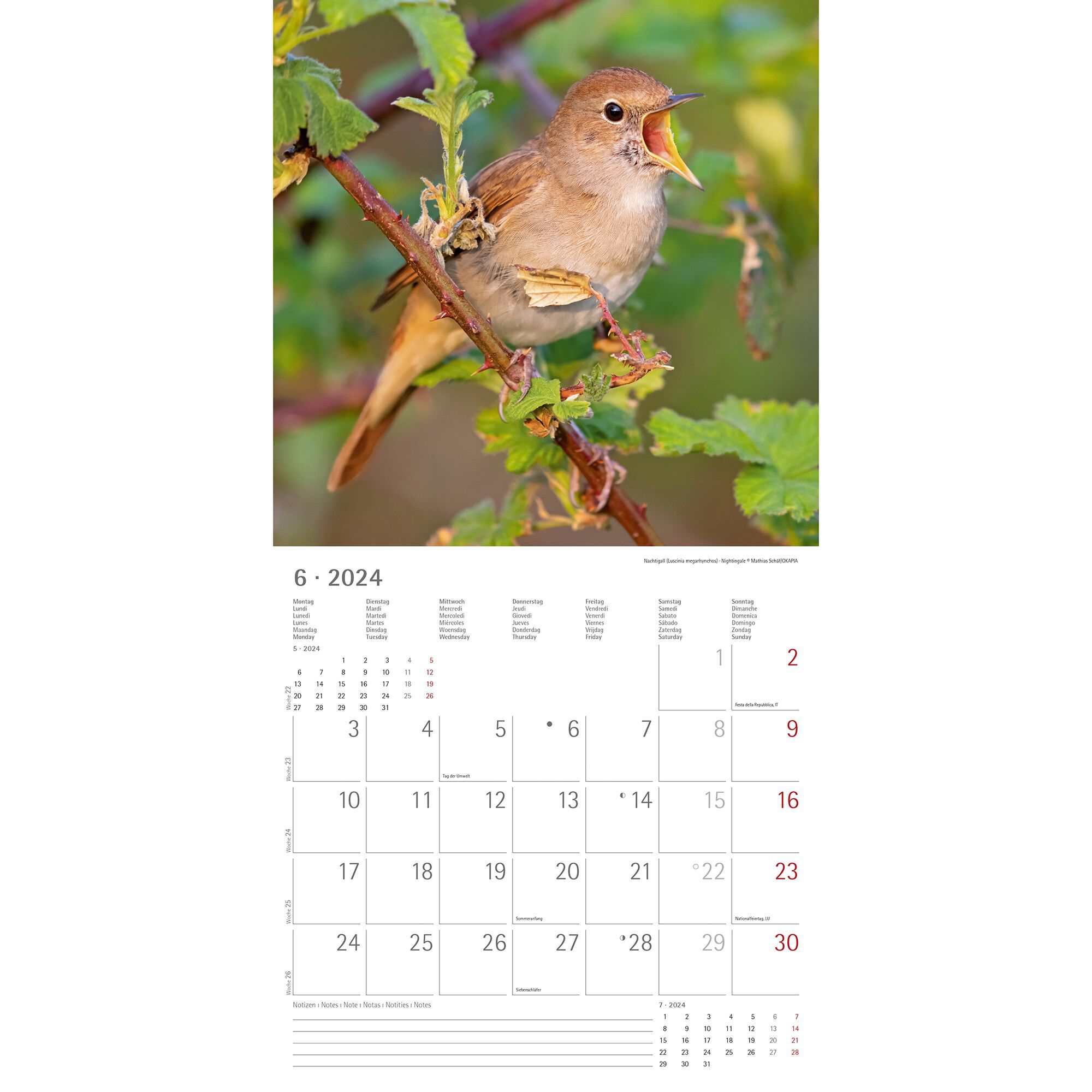 Calendrier 2024 oiseaux