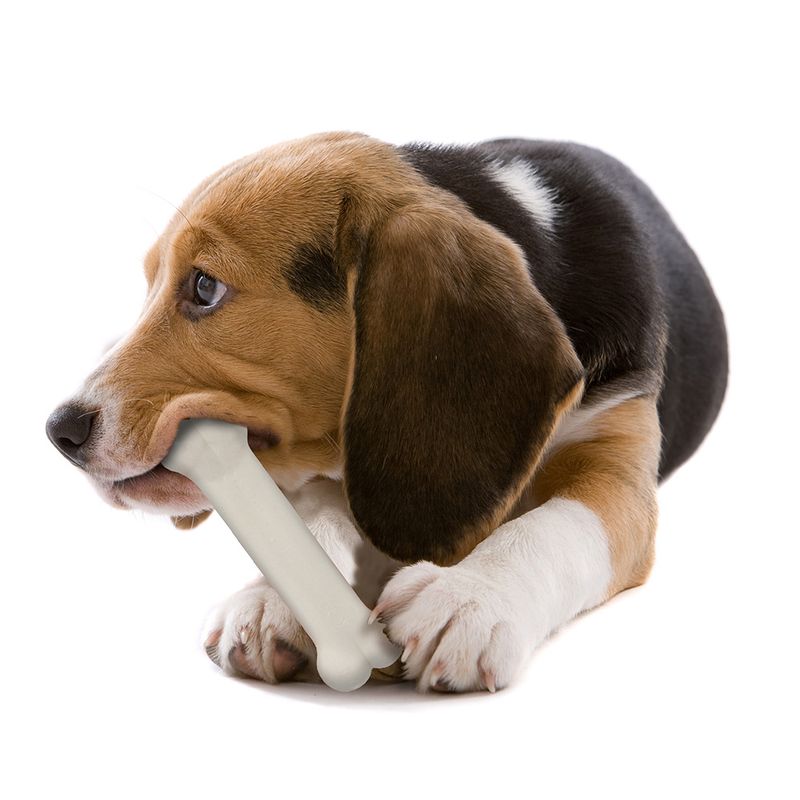 Nylabone Puppy Starter Kit Dog Chew zu TOP-Preisen